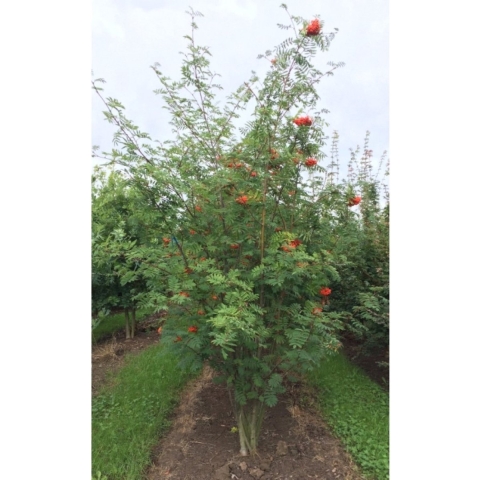 Lijsterbes meerstammig Sorbus aucuparia h 187,5 cm - Warentuin Natuurlijk