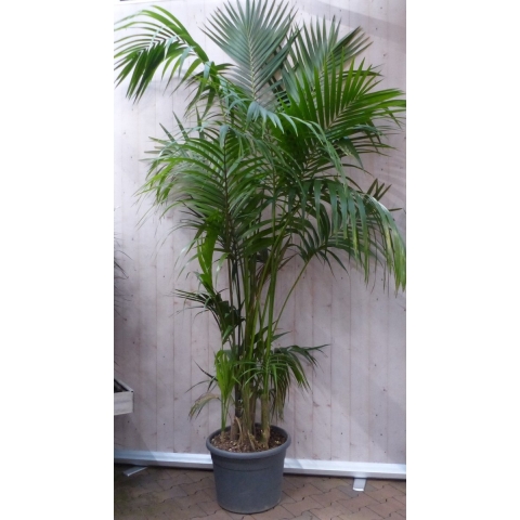 Kamerpalm Kentiapalm 300 cm kamerplant - Warentuin Natuurlijk