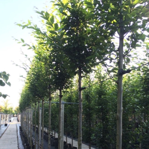 Zuil haagbeuk Carpinus betulus Fastigiata h 450 cm st. omtrek 16 cm st. h 220 cm - Warentuin Natuurlijk