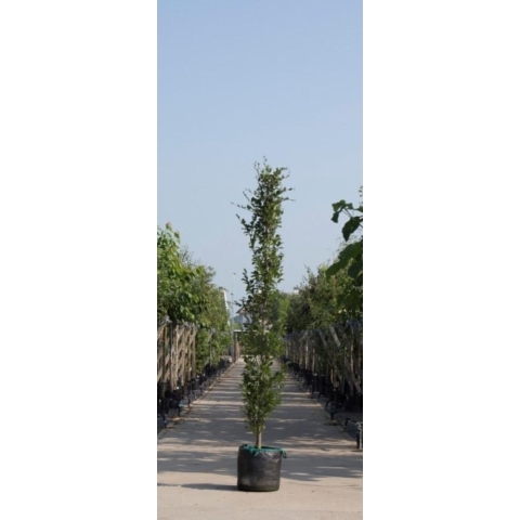 Groene zuilbeuk Fagus sylvatica Dawyck h 450 cm st. h 30 cm - Warentuin Natuurlijk