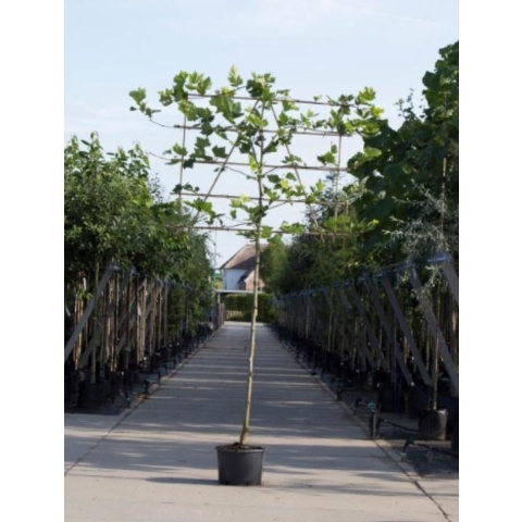 Plataan als leiboom Platanus hispanica h 340 cm st. omtrek 16 cm st. h 220 cm - Warentuin Natuurlijk