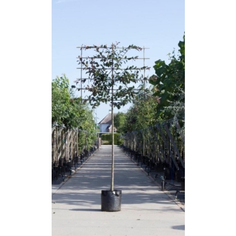 Roodbladige sierappel als leiboom Malus Mokum h 320 cm st. omtrek 12 cm st. h 200 cm - Warentuin Natuurlijk