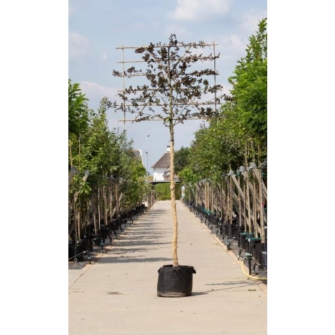 Rode beuk als leiboom Fagus syl. Atropunicea h 360 cm st. omtrek 18 cm st. h 240 cm - Warentuin Natuurlijk