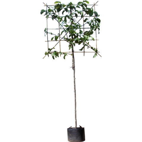 Beverboom leiboom 180 cm Magnolia Kobus 300 cm - Warentuin Natuurlijk