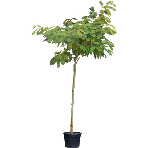 Perzische Slaapboom Albizia julibrissin 350 cm - Warentuin Natuurlijk