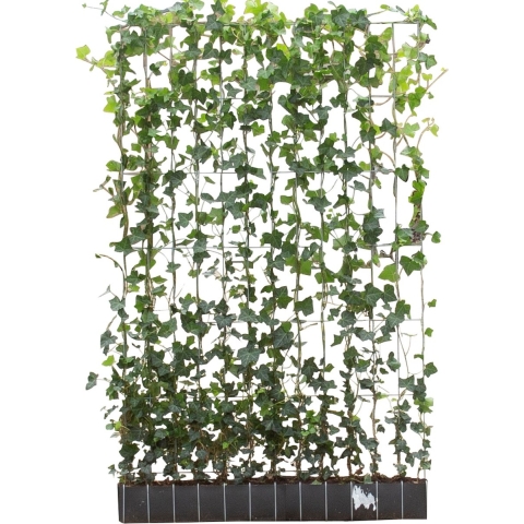 Klimophaag haagelement Hedera Hibernica 180 cm - Warentuin Natuurlijk