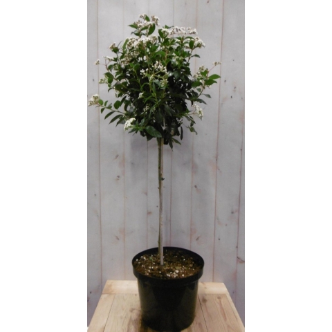 Viburnum Tinus stamhoogte 50 cm en hoogte 100 cm wit - Warentuin Natuurlijk