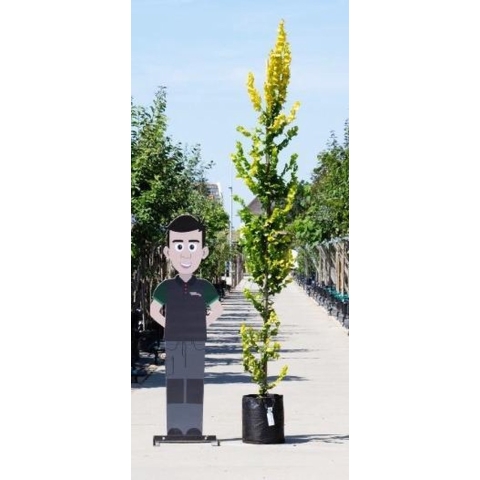 Goud iep (laagstam) Ulmus holl. `Wredei h 350 cm st. h 30 cm - Warentuin Natuurlijk