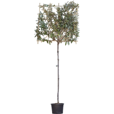 Olijfwilg leiboom 150 cm Elaeagnus ebbingei 270 cm - Warentuin Natuurlijk