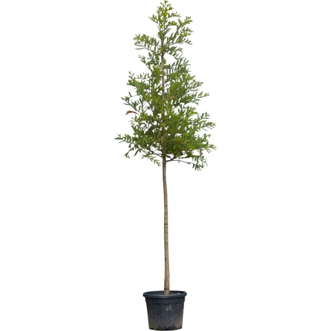 Moerascipres Taxodium distichum 350 cm - Warentuin Natuurlijk
