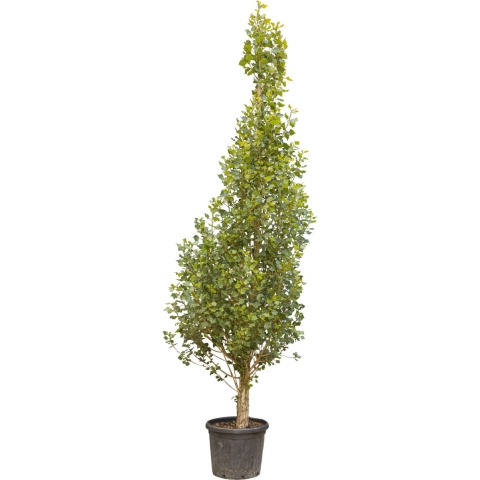 Italiaanse populier Populus nigra italica 450 cm - Warentuin Natuurlijk