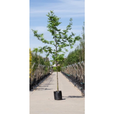 Vleugelnoot Pterocarya fraxinifolia h 350 cm st. omtrek 12 cm - Warentuin Natuurlijk