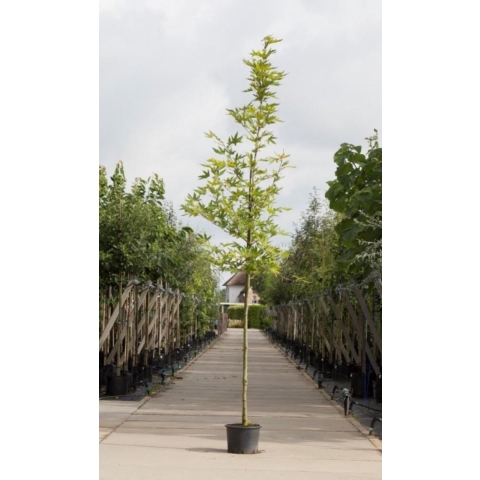 Oosterse plataan Platanus orientalis Minaret h 350 cm st. omtrek 12 cm - Warentuin Natuurlijk