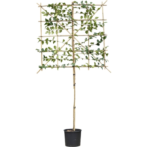 Portugese laurier Tico leiboom 120 cm Prunus lus. Tico 240 cm - Warentuin Natuurlijk