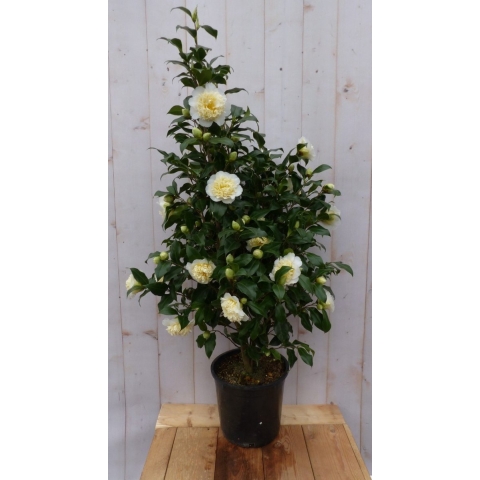 Camelia wit 120 cm - Warentuin Natuurlijk
