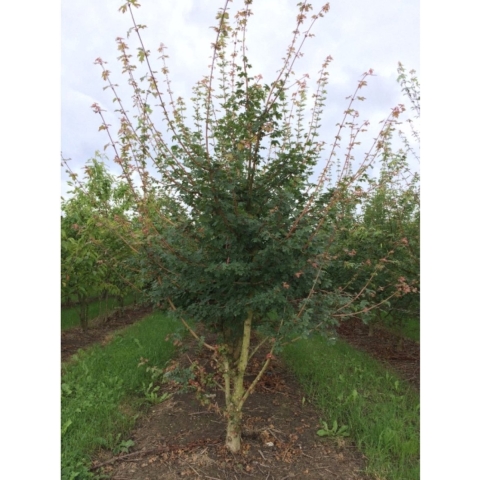 Spaanse aak meerstammig Acer campestre h 187,5 cm - Warentuin Natuurlijk