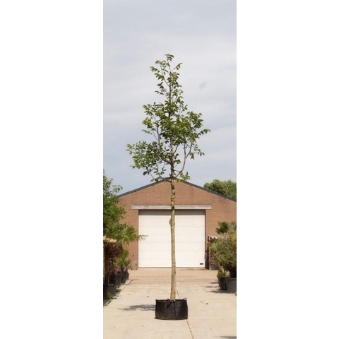 Gewone walnotenboom Juglans regia h 600 cm st. omtrek 22,5 cm st. hoogte 230 cm - Warentuin Natuurlijk