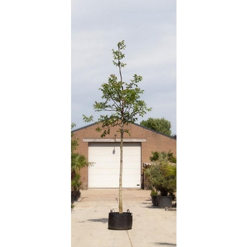 Gewone walnotenboom Juglans regia h 550 cm st. omtrek 19 cm st. hoogte 220 cm - Warentuin Natuurlijk