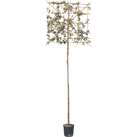 Steeneik leiboom 240 cm Quercus ilex 360 cm - Warentuin Natuurlijk