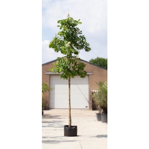 Paardenkastanje Aesculus hippocastanum h 550 cm st. omtrek 19 cm - Warentuin Natuurlijk