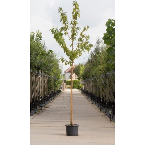Sierkers met goudgele stam Prunus maackii Amber beauty h 250 cm st. omtrek 8 cm - Warentuin Natuurlijk