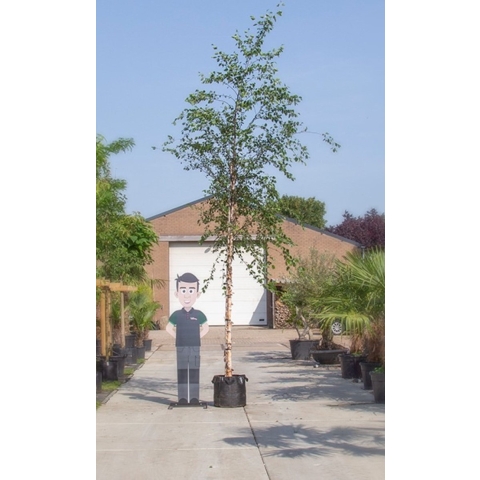 Zwarte Berk Betula nigra h 450 cm st. omtrek 16 cm - Warentuin Natuurlijk