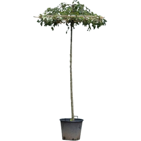 Dak sierappel vierkant dak 220 cm stamhoogte Malus Red Jade 235 cm - Warentuin Natuurlijk