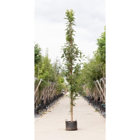 Japanse zuil sierkers Prunus serrulata Amanogawa h 450 cm st. h 30 cm - Warentuin Natuurlijk