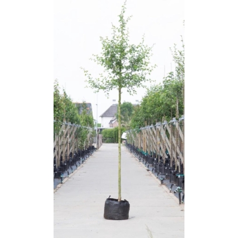 Rode meidoorn Crataegus l. Pauls Scarlet h 450 cm st. omtrek 16 cm - Warentuin Natuurlijk
