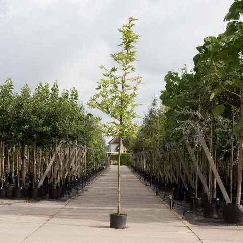 Oosterse plataan Platanus orientalis Minaret h 250 cm st. omtrek 8 cm - Warentuin Natuurlijk