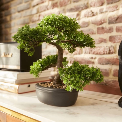 Bonsai 4 - Driesprong Collection