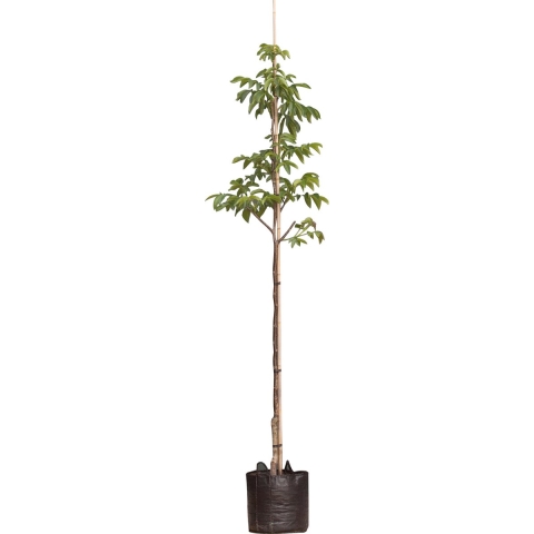 Walnotenboom Bella Maria Juglans r. Bella Maria 275 cm - Warentuin Natuurlijk