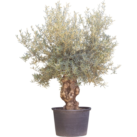 Olijfboom Olea europaea 200 cm I - Warentuin Natuurlijk