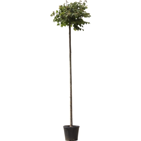Bol linde 200 cm stamhoogte Tilia cordata Green Globe 240 cm - Warentuin Natuurlijk