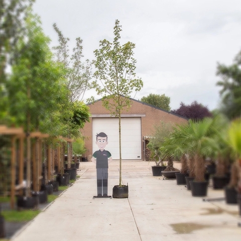 Rode veldesdoorn Acer campestre Red Shine h 350 cm st. omtrek 12 cm - Warentuin Natuurlijk
