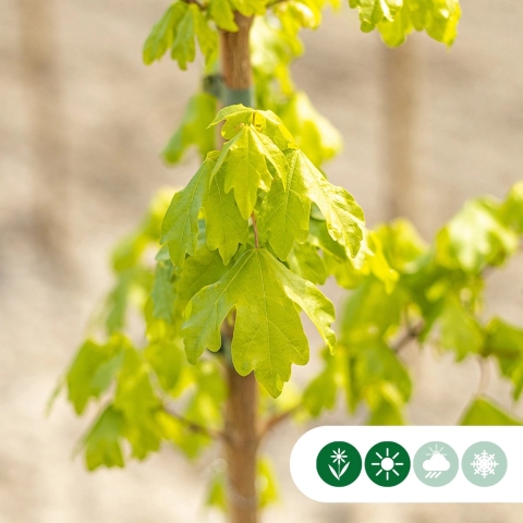 Spaanse aak Acer campestre Huibers Elegant h 450 cm st. omtrek 16 cm - Warentuin Natuurlijk