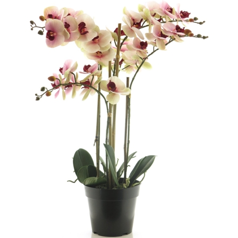(Best) RT Phalaenopsis Bora x5 in pot 60cm pink - Nova nature