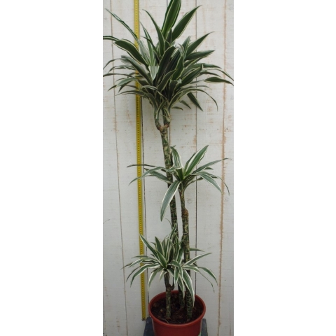 Kamerplant Drakenbloedboom Dracaena Fragrans Wit-Groen 120 cm - Warentuin natuurlijk