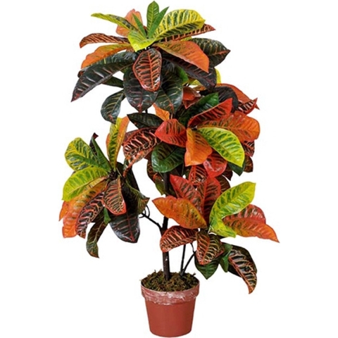 Codiaeum variegatum 100 cm - Buitengewoon de boet
