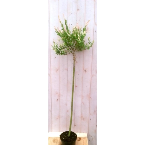 Flamingo Salix 180 cm - Warentuin natuurlijk