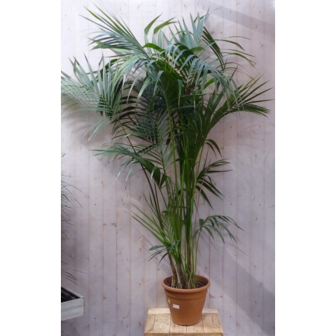 Kamerpalm Kentiapalm 250 cm kamerplant - Warentuin natuurlijk