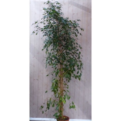 Kamerplant Ficus donkergroen 250 cm - Warentuin natuurlijk