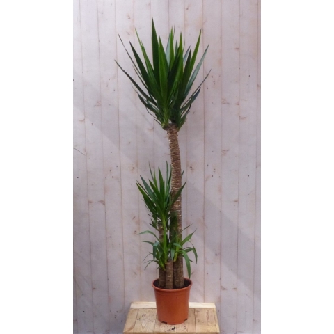 Kamerplant Yucca 180 cm - Warentuin natuurlijk