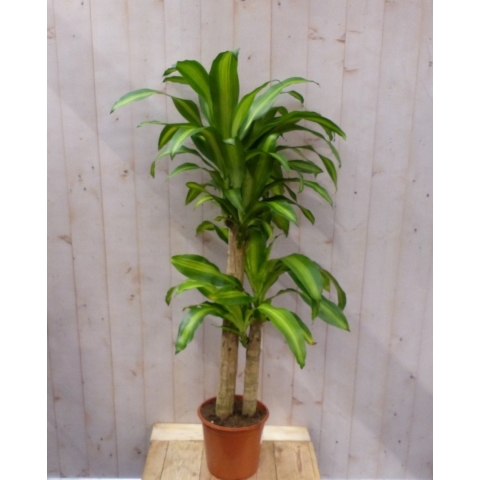 Kamerplant Fragrans Dracaena Drakenbloedboom groot 160 cm geel-groen - Warentuin natuurlijk
