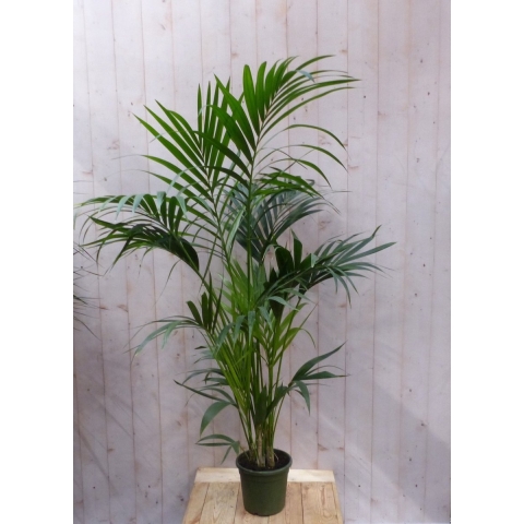 Kamerpalm Kentiapalm 160 cm kamerplant - Warentuin natuurlijk