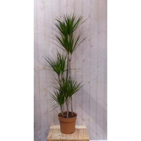 Kamerplant Drakenbloedboom Dracaena Marginata smal blad groen 200 cm - Warentuin natuurlijk