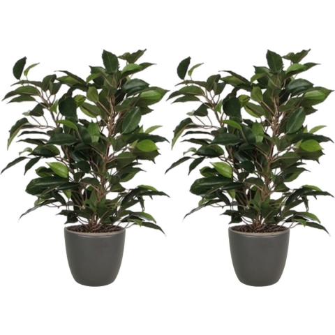 2x stuks groene ficus kunstplant 40 cm met plantenpot mat antraciet grijs D13.5 en H12.5 cm -
