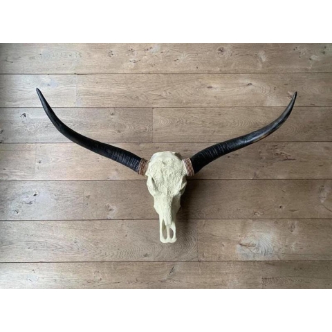 Skull Decoratie Longhoorn Skull 1 meter