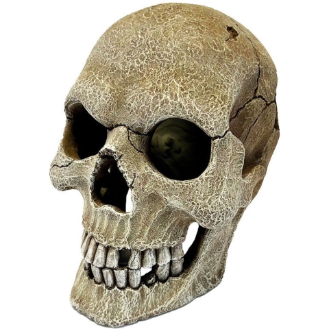 Repto Aquadistri deco human skull xl - Aquadistri