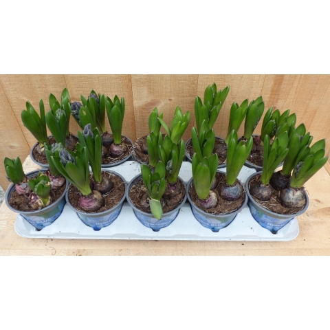 Hyacinten 3 bollen per potje 10 potjes in tray mix kleuren - Warentuin natuurlijk